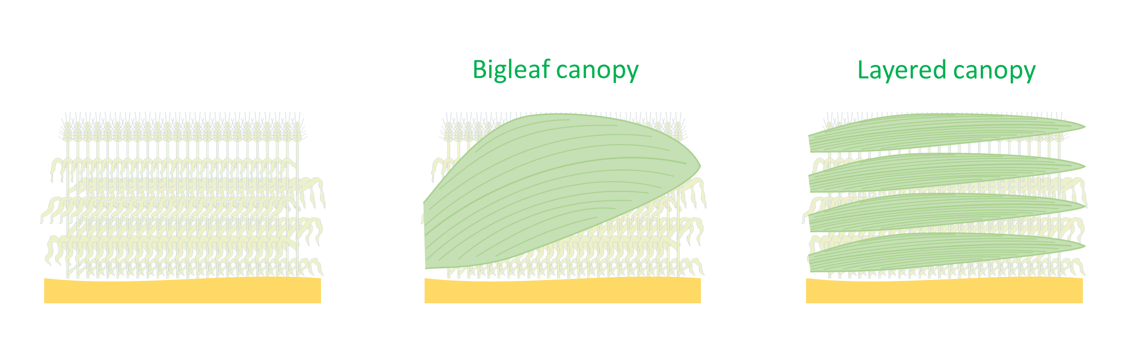 _images/bigleaf_vs_layered.png